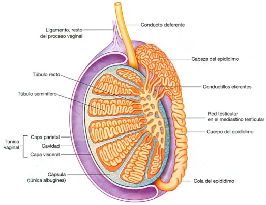 seccion del testiculo vasectomia