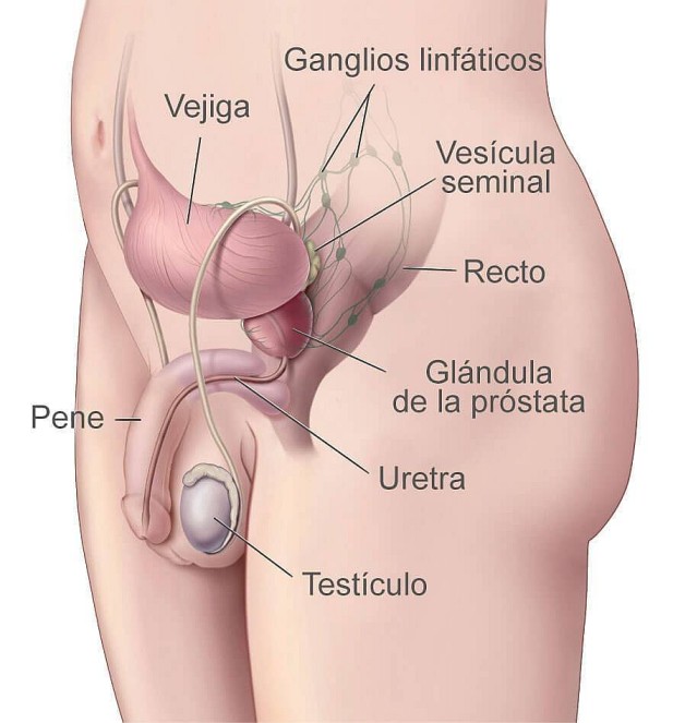 via seminal, vasectomia sin bisturí